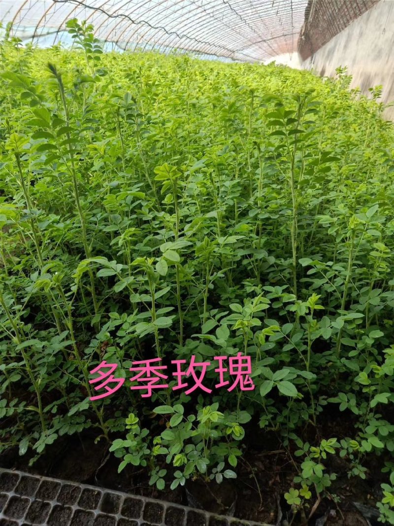 鸡心果容器苗锦绣海棠树苗矮化鸡心果耐寒果树