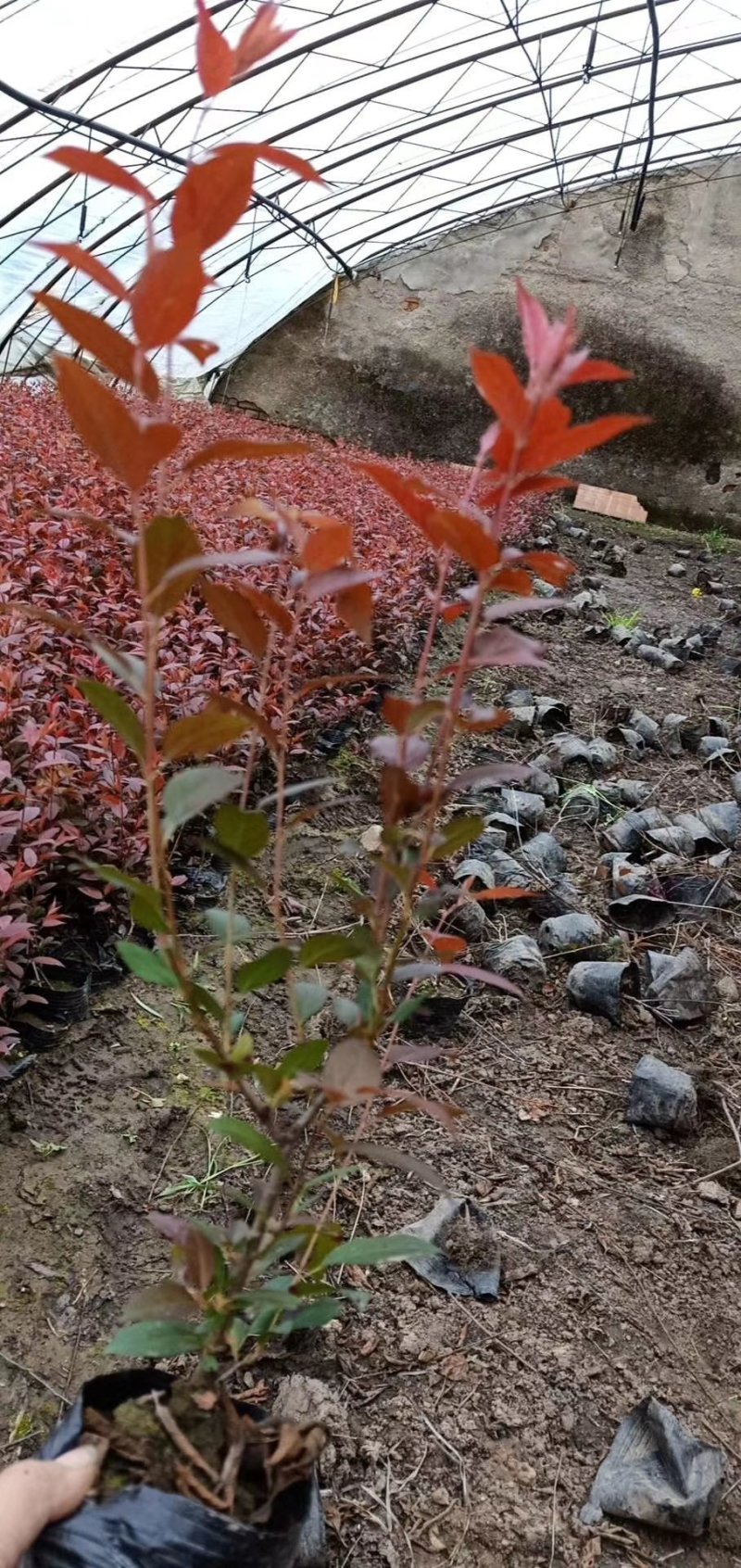 鸡心果容器苗锦绣海棠树苗矮化鸡心果耐寒果树