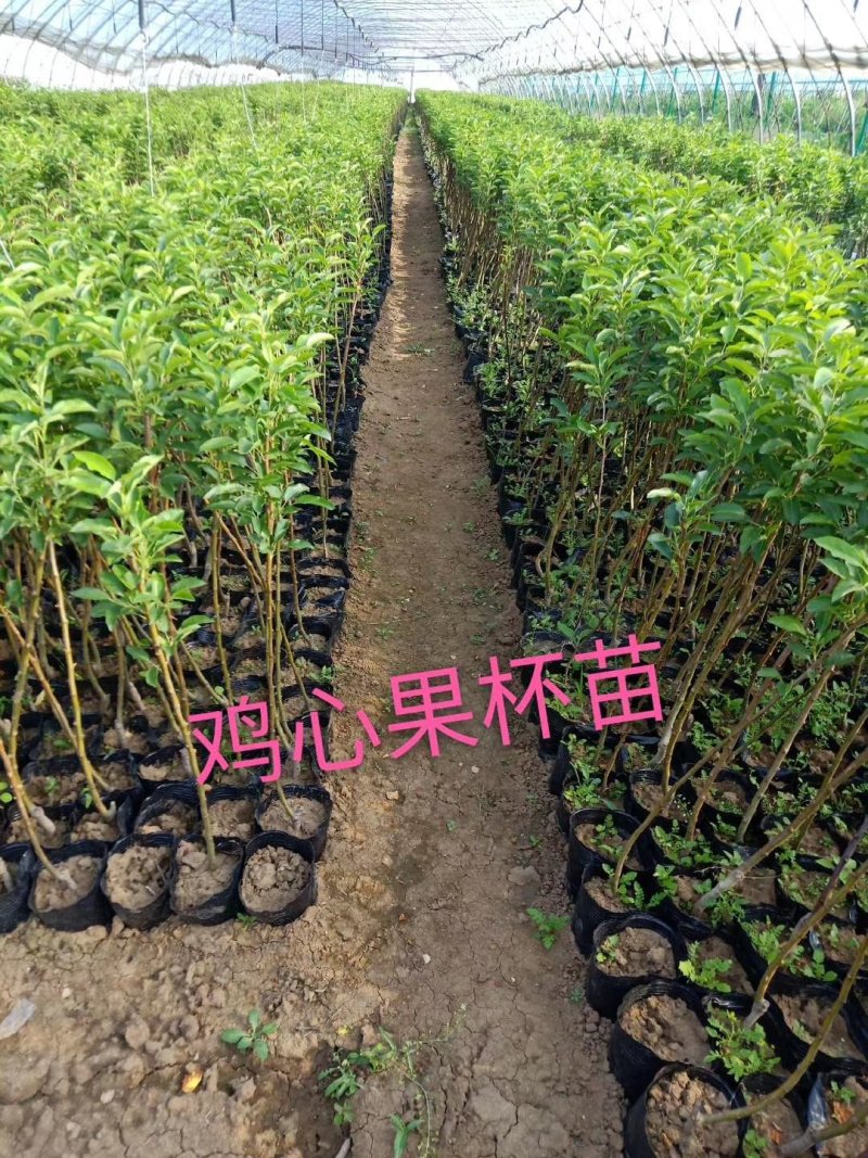 鸡心果容器苗锦绣海棠树苗矮化鸡心果耐寒果树