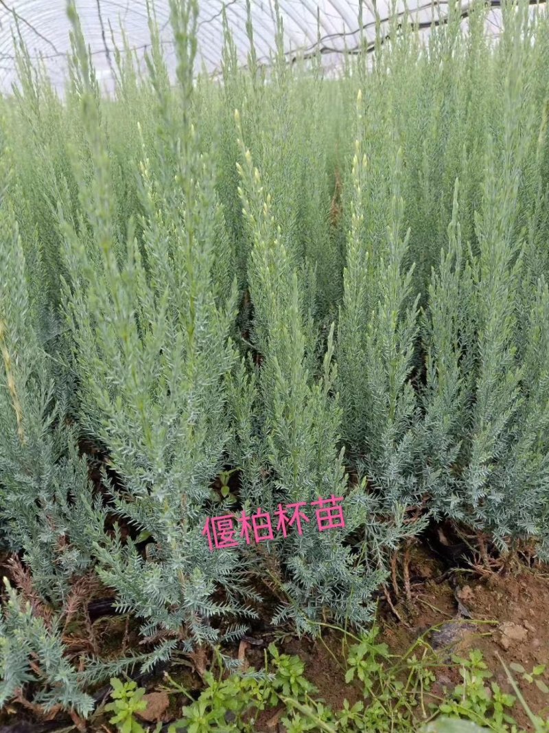 鸡心果容器苗锦绣海棠树苗矮化鸡心果耐寒果树