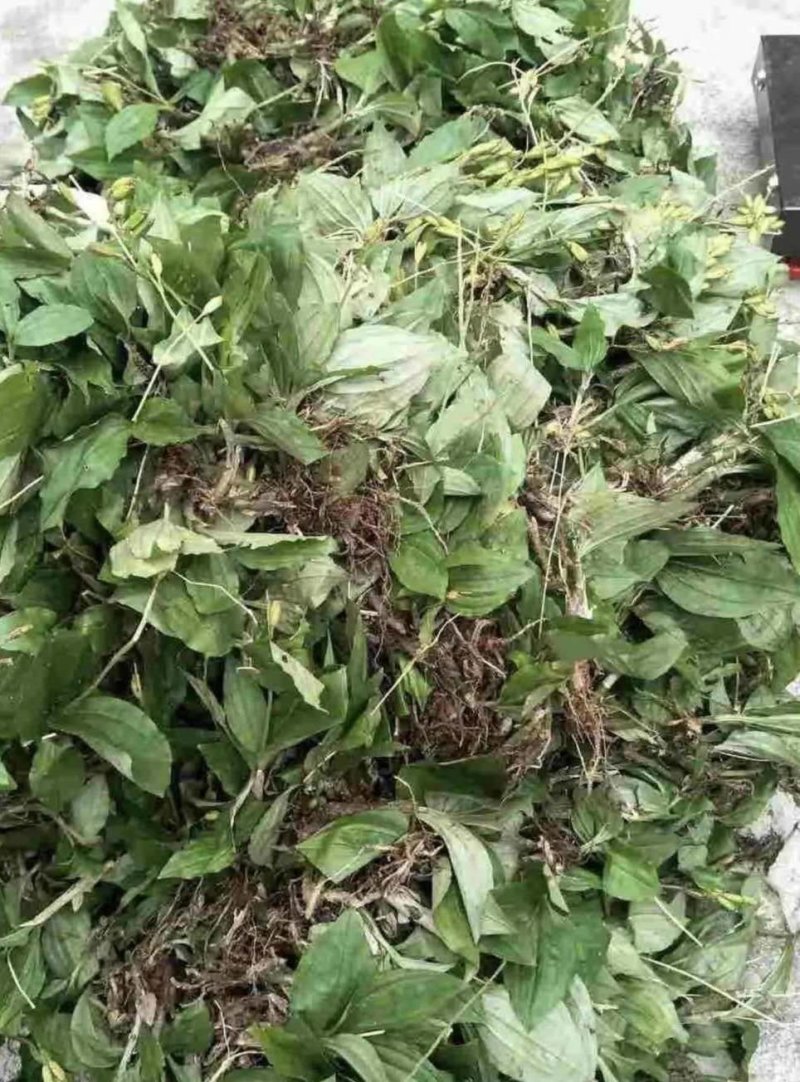 见血清野生的，质量保证