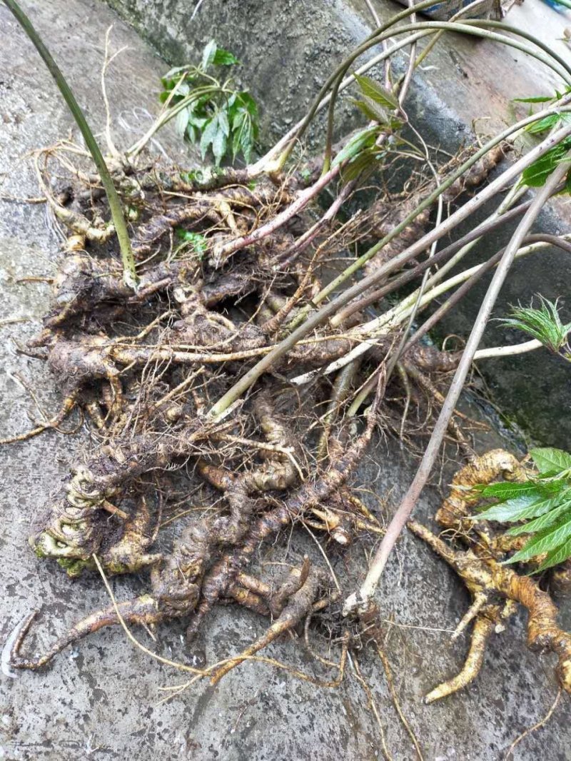 高山野生竹节椮，紫色竹根七