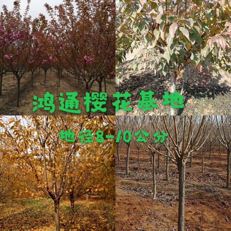 樱花树5～25公分日本晚樱樱花树15公分8公分10公分