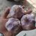紫皮大蒜，河南大蒜，中牟大蒜，早熟干蒜，紫皮干蒜，红皮