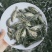 淡水石斑石斑鱼苗优质石斑石斑鱼苗，优质石斑鱼苗