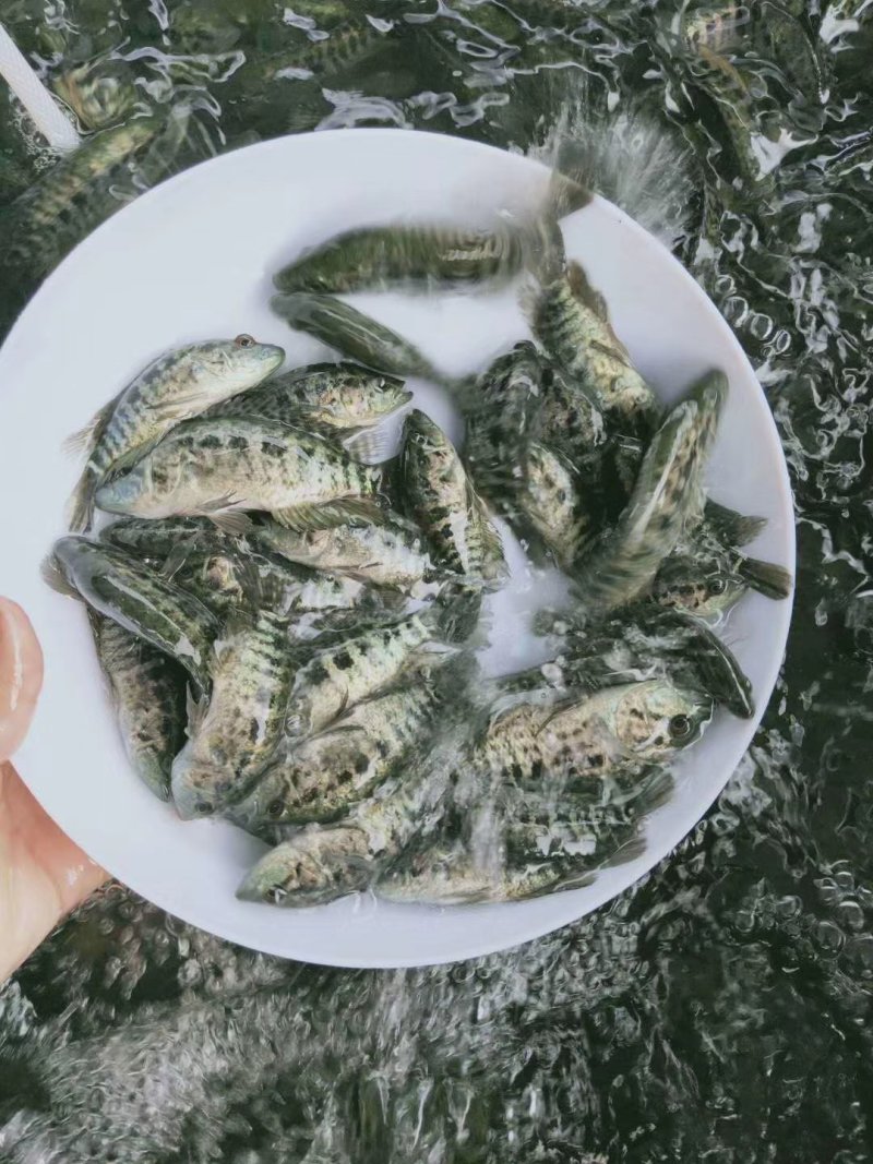 淡水石斑石斑鱼苗优质石斑石斑鱼苗，优质石斑鱼苗