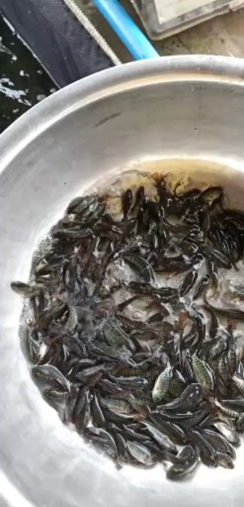 淡水石斑石斑鱼苗优质石斑石斑鱼苗，优质石斑鱼苗