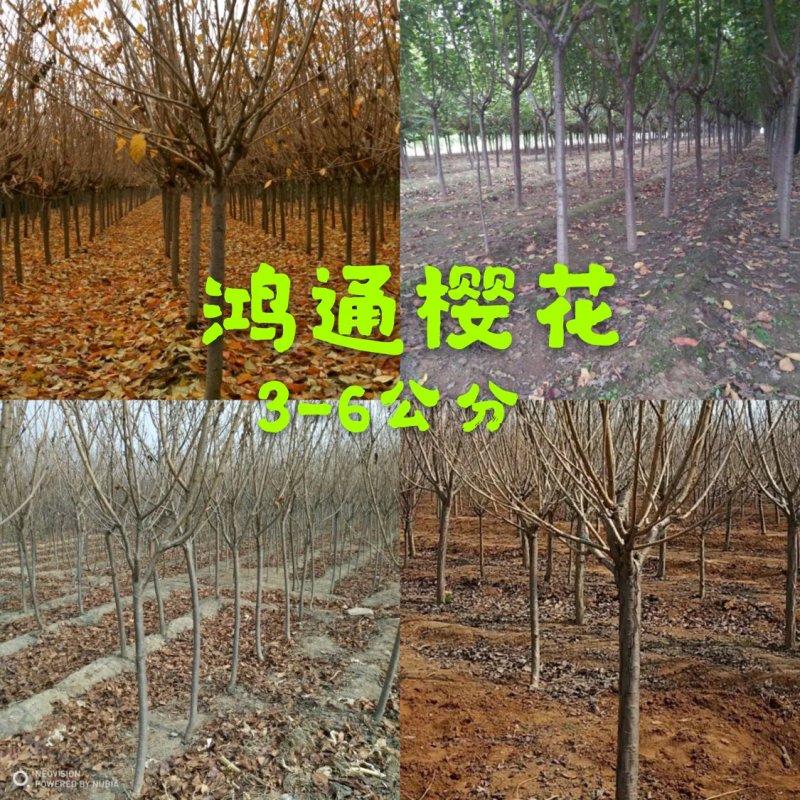 樱花树5～25公分日本晚樱樱花树15公分8公分10公分