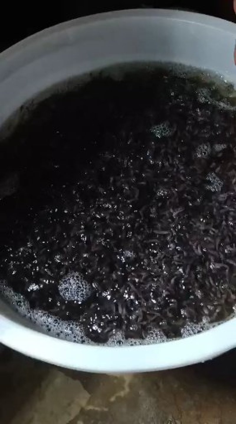 淡水石斑石斑鱼苗优质石斑石斑鱼苗，优质石斑鱼苗