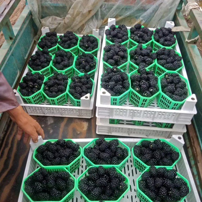 黑莓