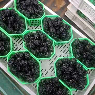 黑莓
