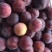 河北保定桃形李长瓣红李子/长瓣红李子，个大，颜色好，