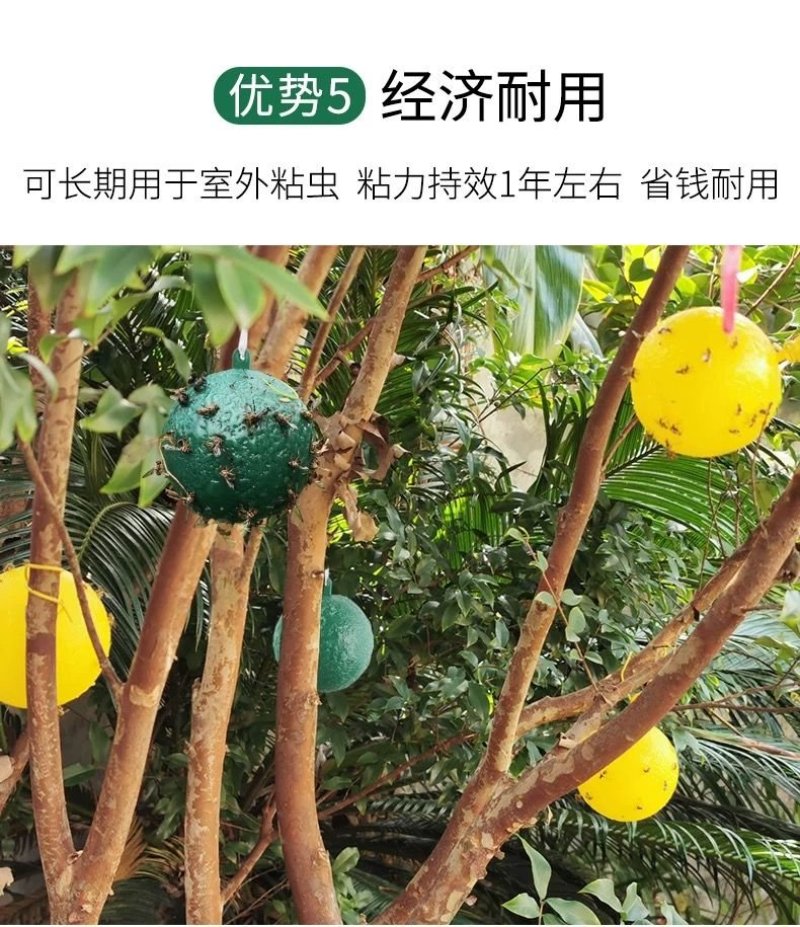 果蝇诱粘器果蝇球诱粘球诱蝇球悬挂