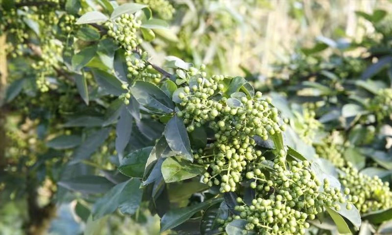 青花椒大量上市对接商超、微商和平台，可按需分装，提供代发