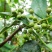 青花椒大量上市对接商超、微商和平台，可按需分装，提供代发