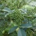 青花椒大量上市对接商超、微商和平台，可按需分装，提供代发