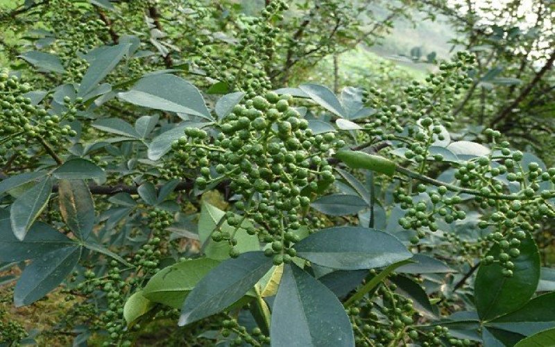 青花椒大量上市对接商超、微商和平台，可按需分装，提供代发
