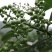 青花椒大量上市对接商超、微商和平台，可按需分装，提供代发