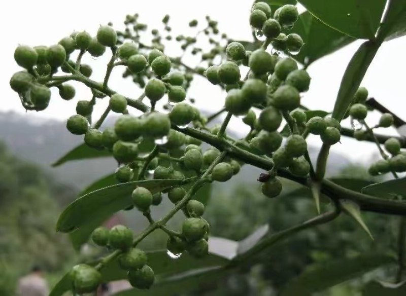 青花椒大量上市对接商超、微商和平台，可按需分装，提供代发
