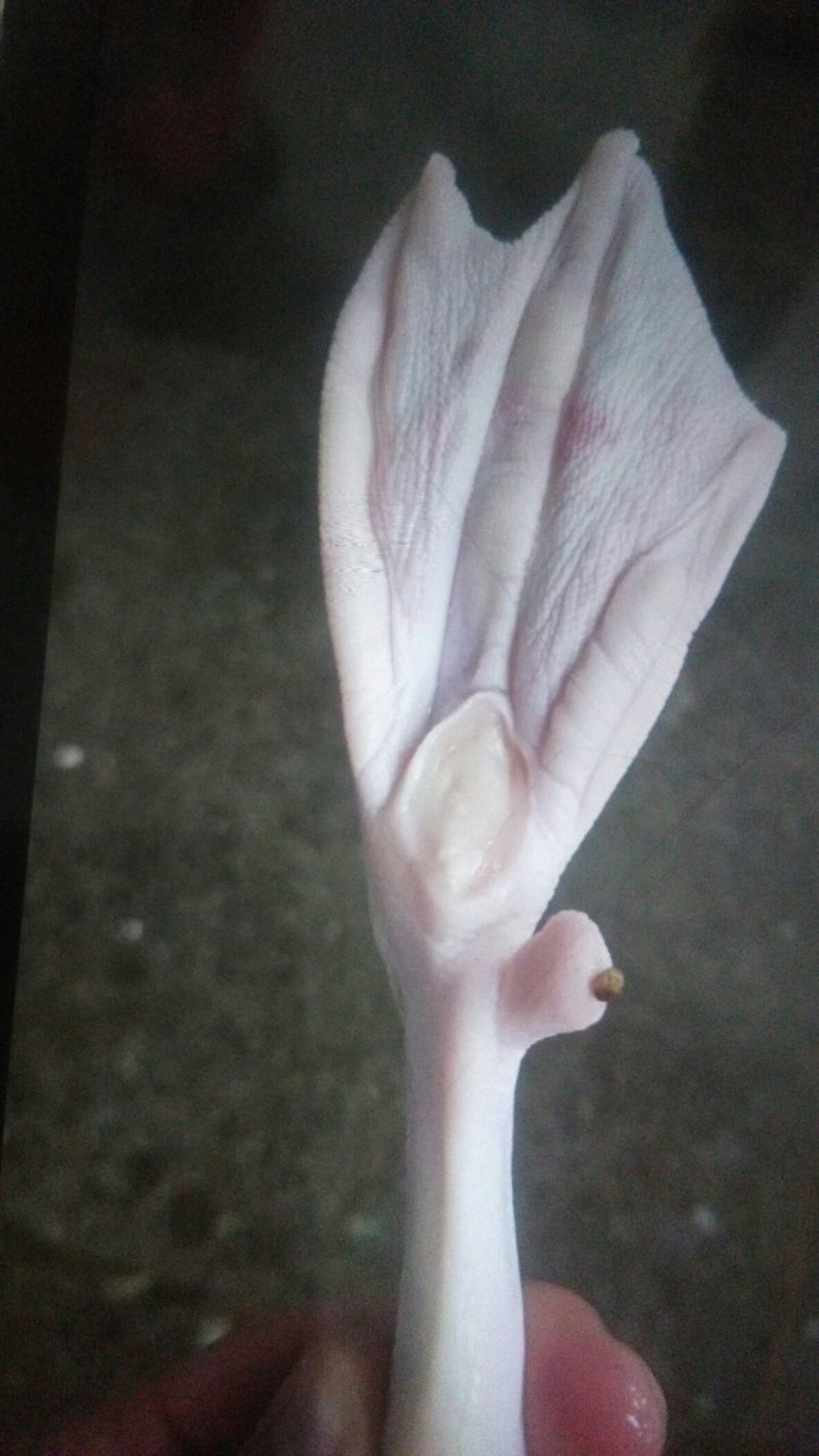 鸭掌（六和产品值得信赖）大号鸭掌，一箱24斤
