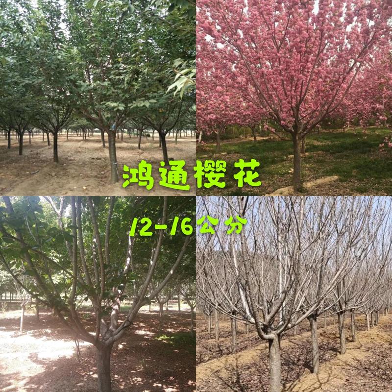 樱花树5～25公分日本晚樱樱花树15公分8公分10公分
