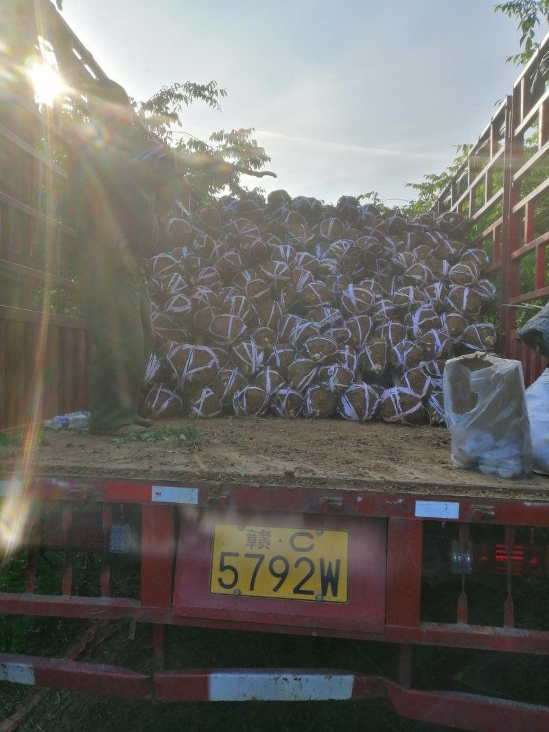 红榉树红榉苗1一5公分钢管直苗场直销任选
