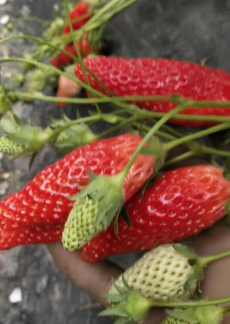 草莓苗，章姬，隋珠，红颜，妙香草莓苗，甜查理，死苗补苗