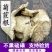 无硫新货菊苣菊苣根菊苣根茶支持药检