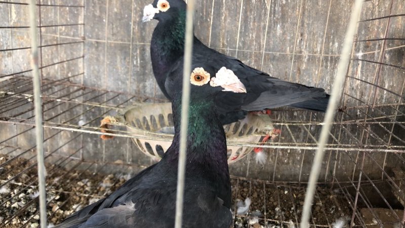 纯黑大鼻子鸽子种鸽一对