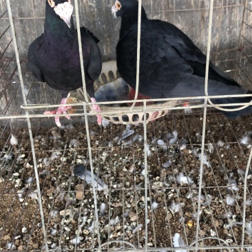 纯黑大鼻子鸽子种鸽一对