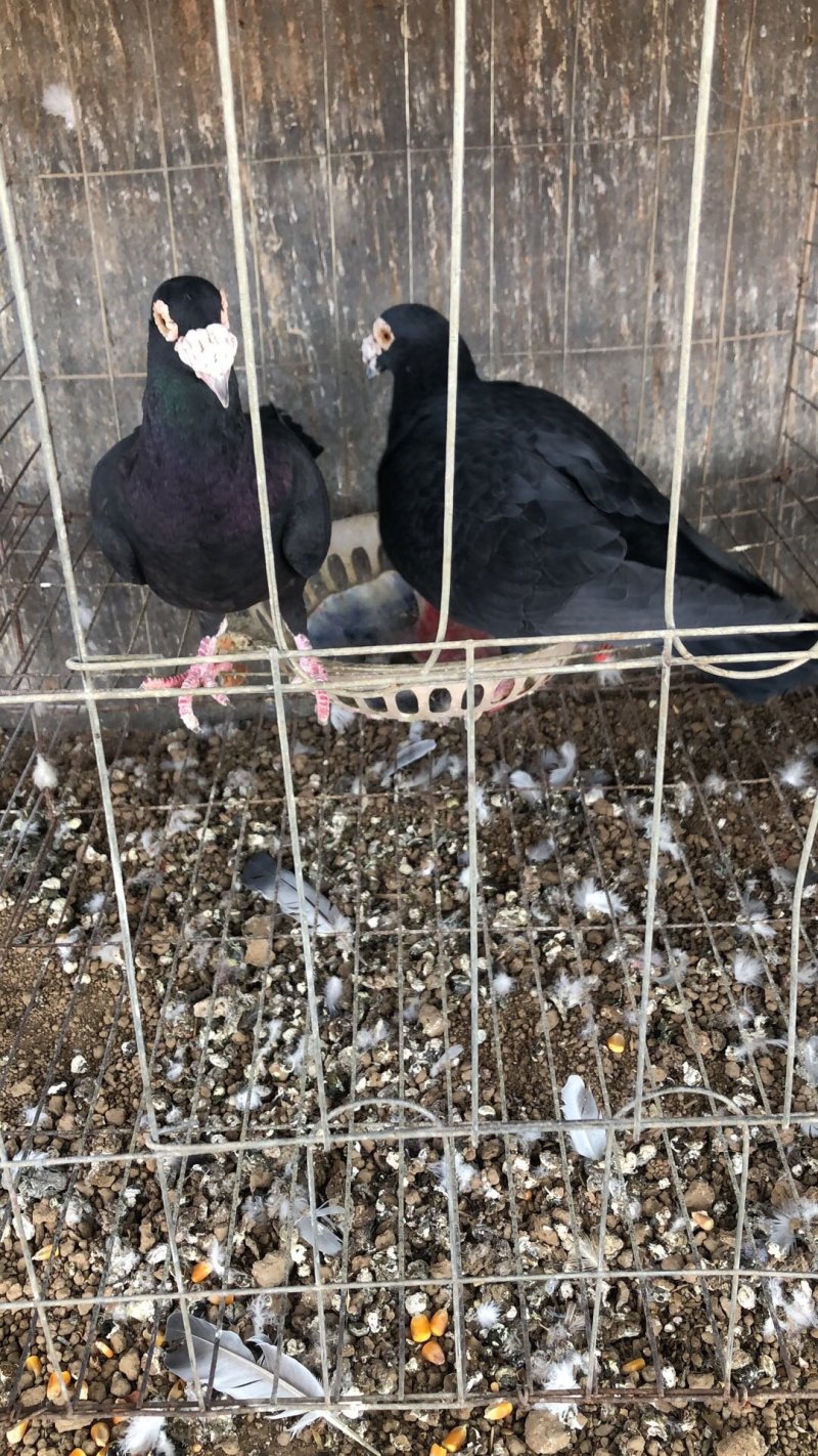 纯黑大鼻子鸽子种鸽一对