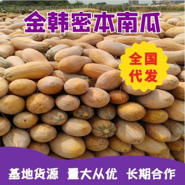 广西精品金韩蜜本南瓜，一手货源，保质保量，诚信经营