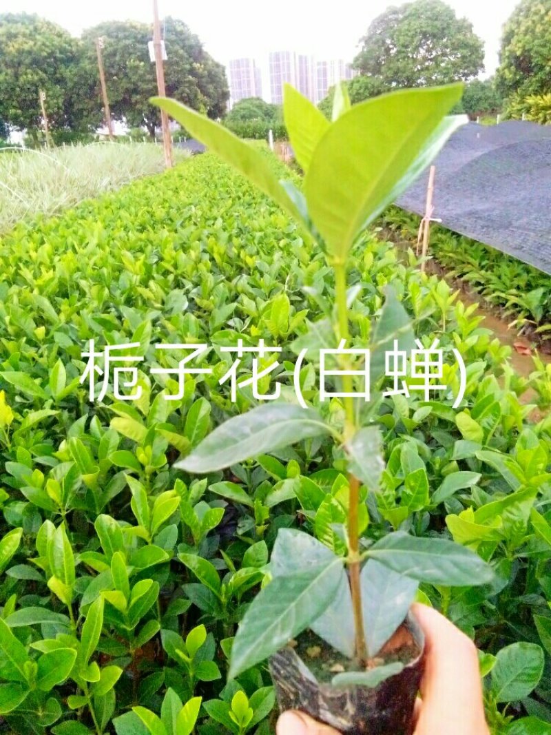 【长期供应】精品亮叶朱焦红铁朱焦可视频看货欢迎选购