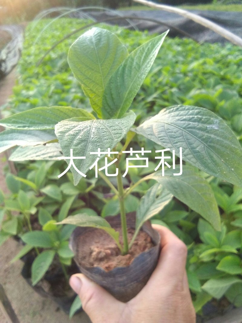 【长期供应】精品亮叶朱焦红铁朱焦可视频看货欢迎选购