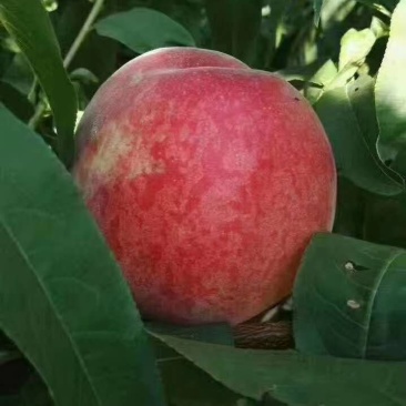 陕西大荔突围毛桃