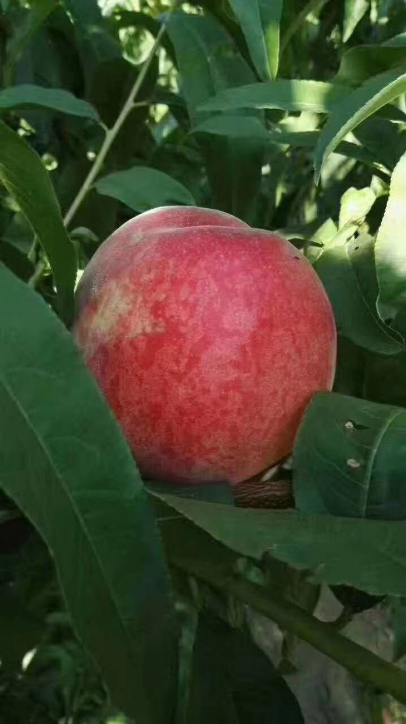 陕西大荔突围毛桃