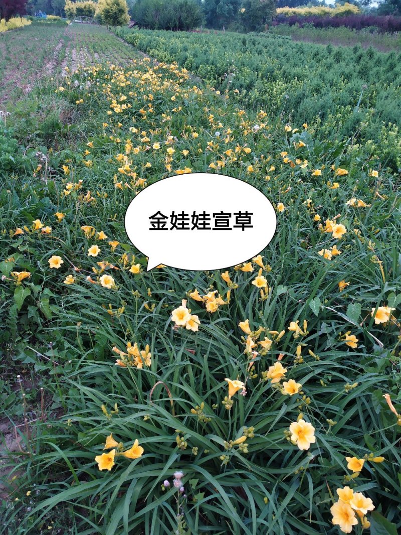 供应，金娃娃萱草15-30公分高