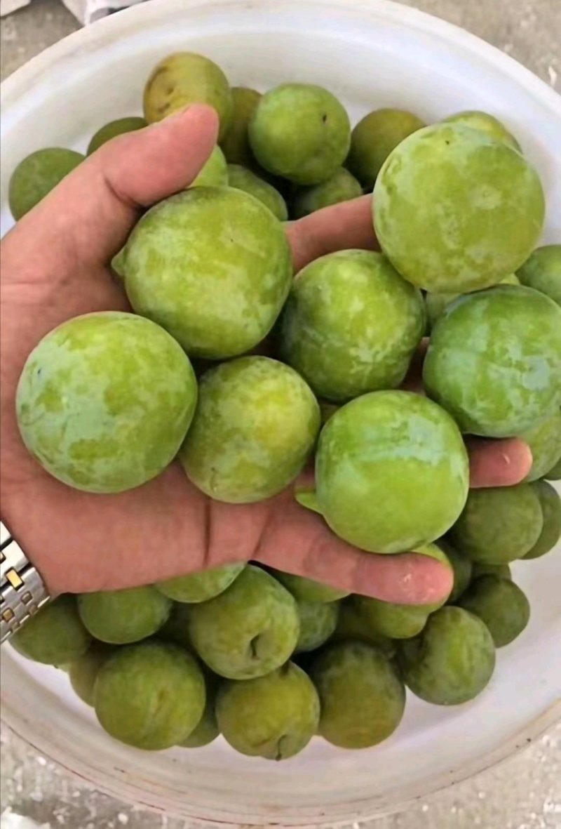 加工厂需要的小李子