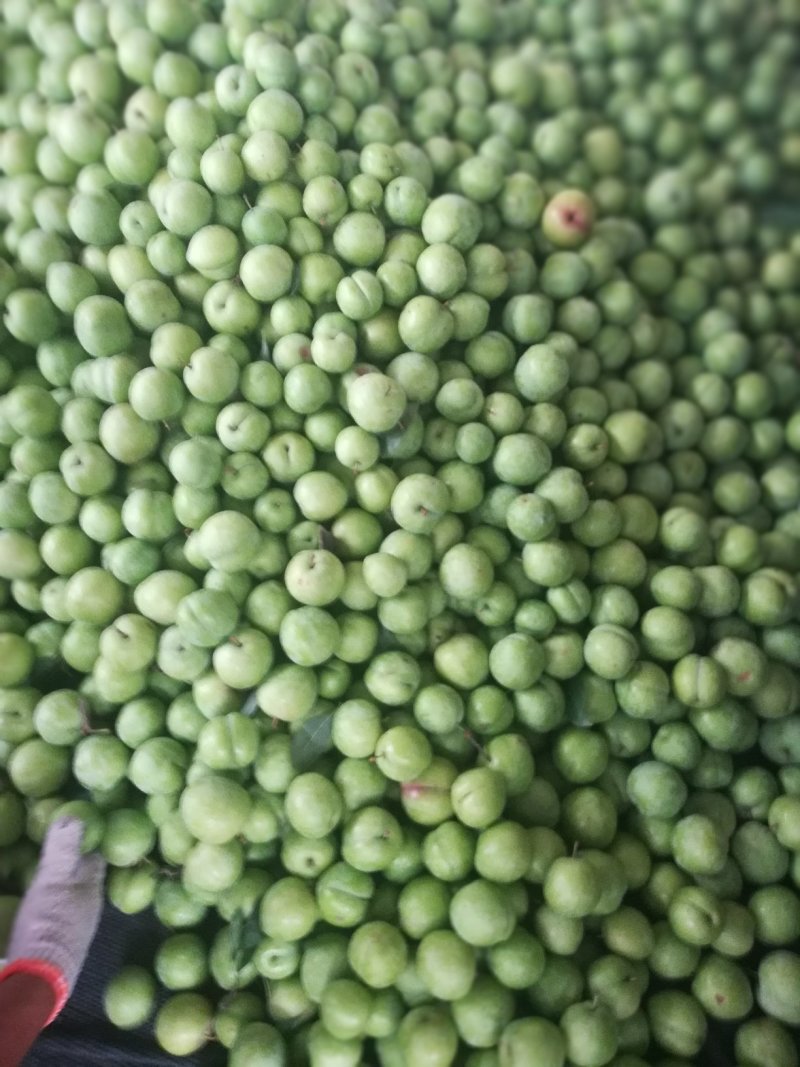 加工厂需要的小李子