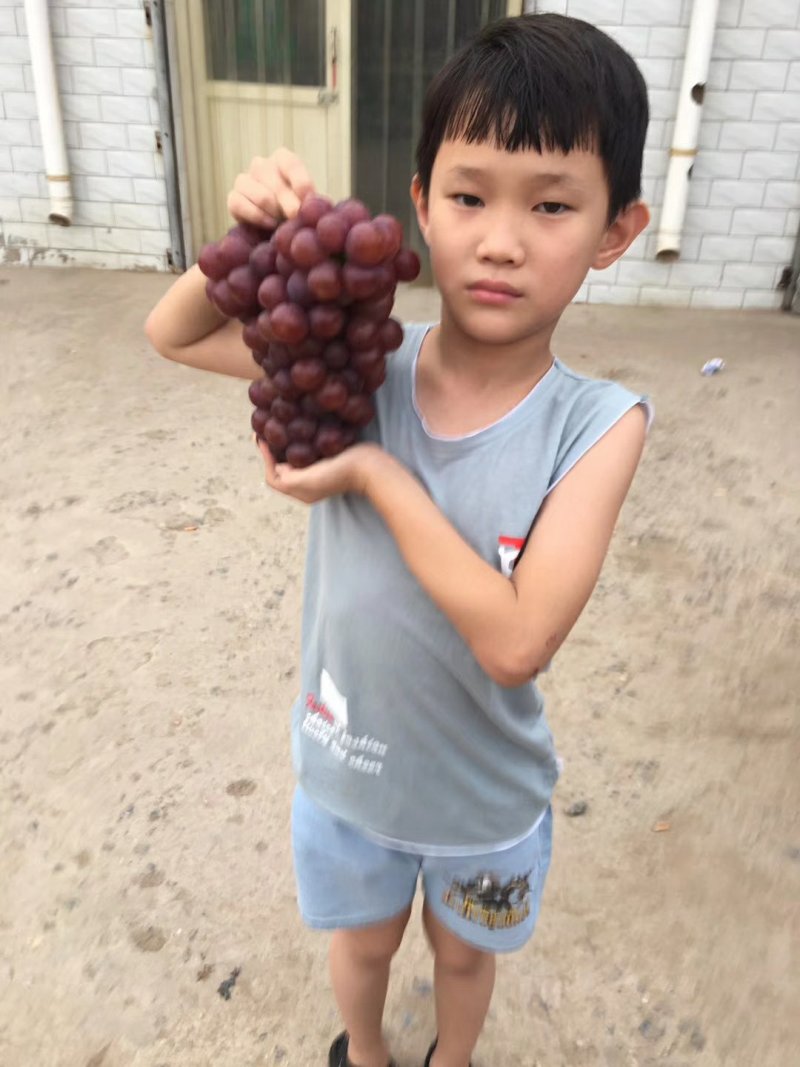 红无核葡萄颗粒大，串行好，口感好果面干净