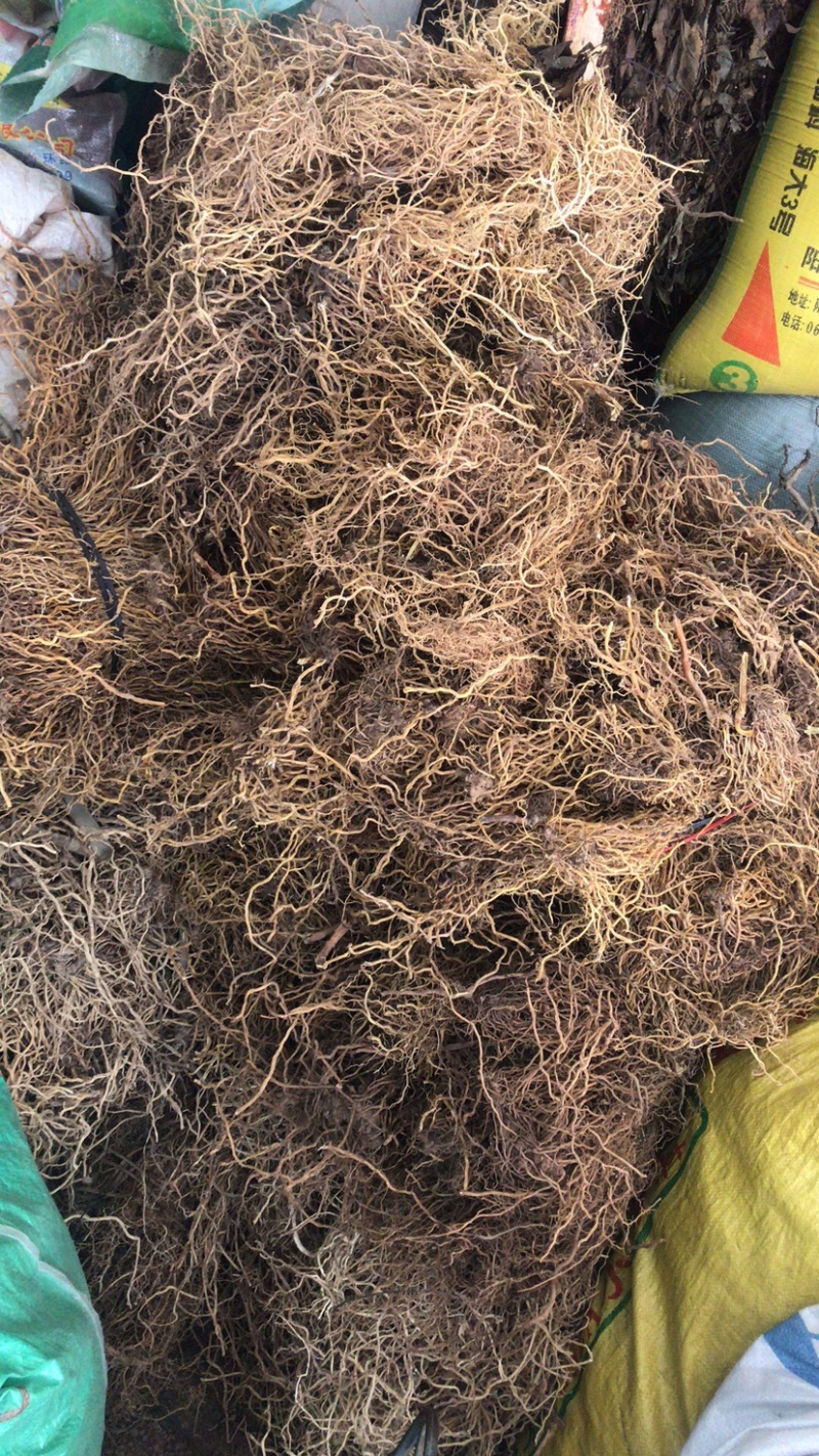 产地货源牛尾菜，牛尾蕨，伸劲藤，干货无添加