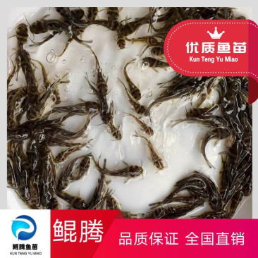 鱼苗黄骨鱼苗优选高产杂交黄骨鱼苗黄骨水花厂家批发
