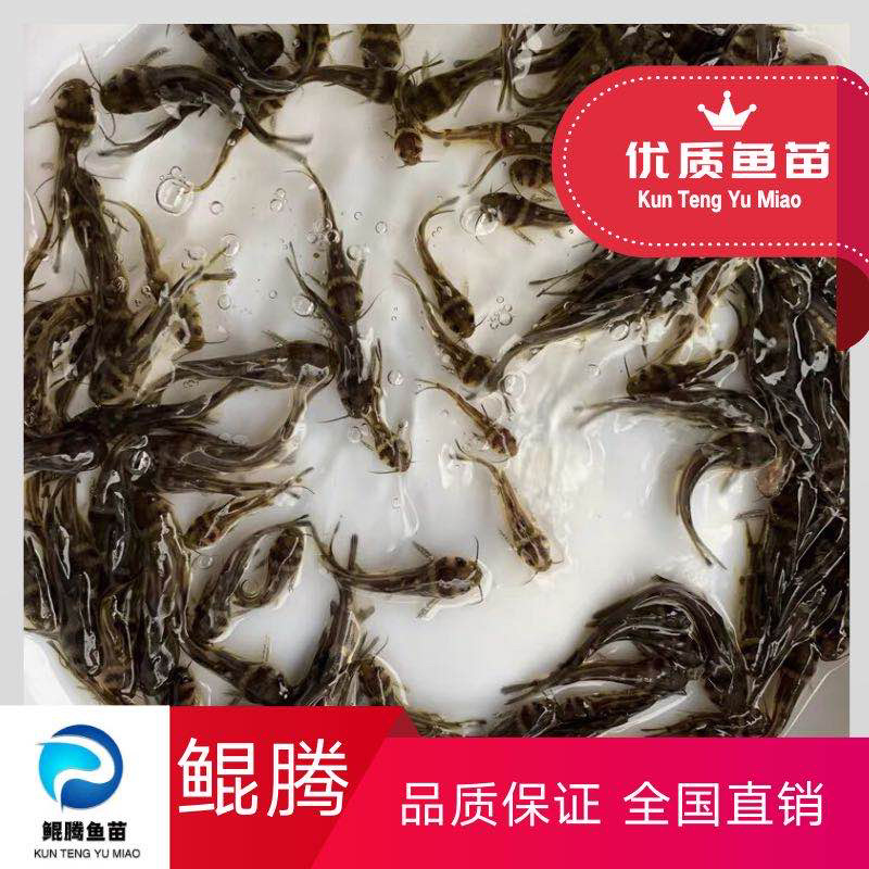 鱼苗黄骨鱼苗优选高产杂交黄骨鱼苗黄骨水花厂家批发