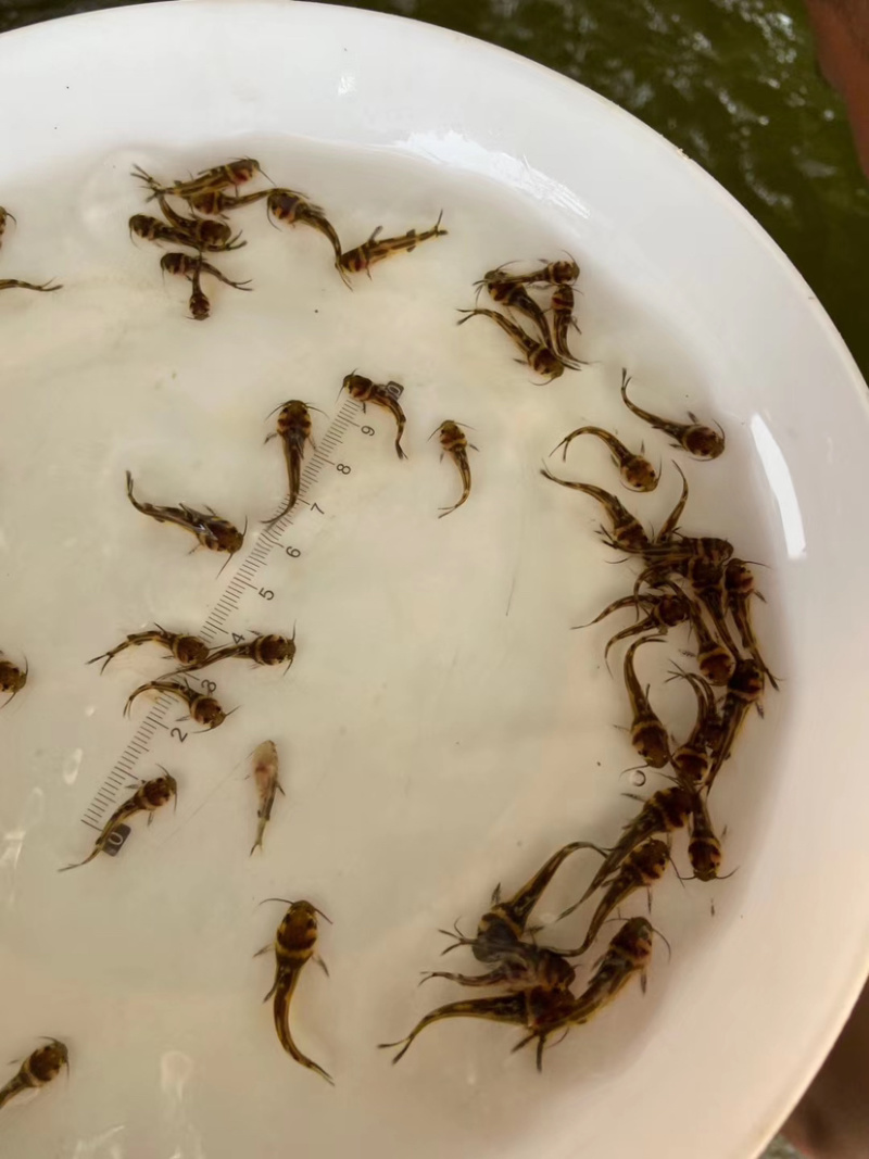 鱼苗黄骨鱼苗优选高产杂交黄骨鱼苗黄骨水花厂家批发