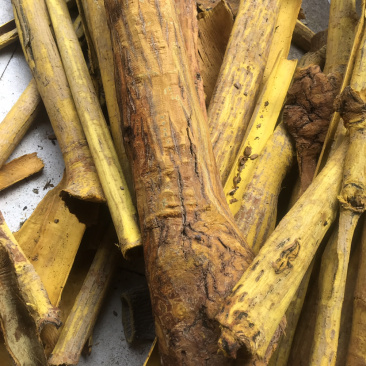刨皮黄柏