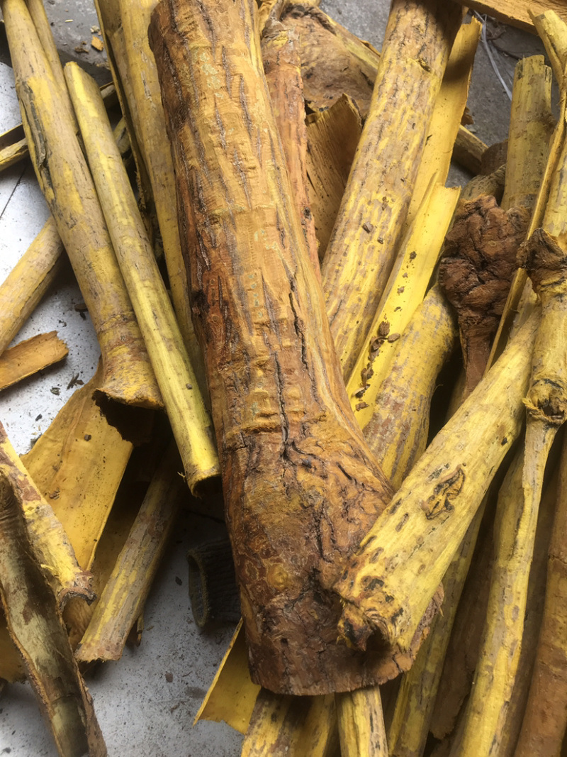 刨皮黄柏