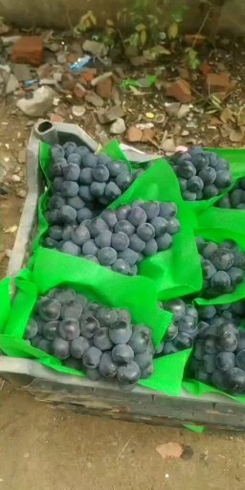 京亚，串行好，果粉厚口感超甜，欢迎各位客商速来选购