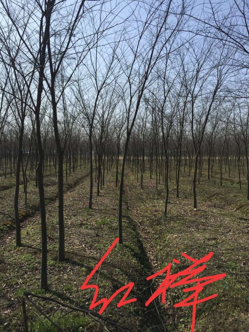 榉树九江市柴桑区清风园林常年供应各种规格苗木