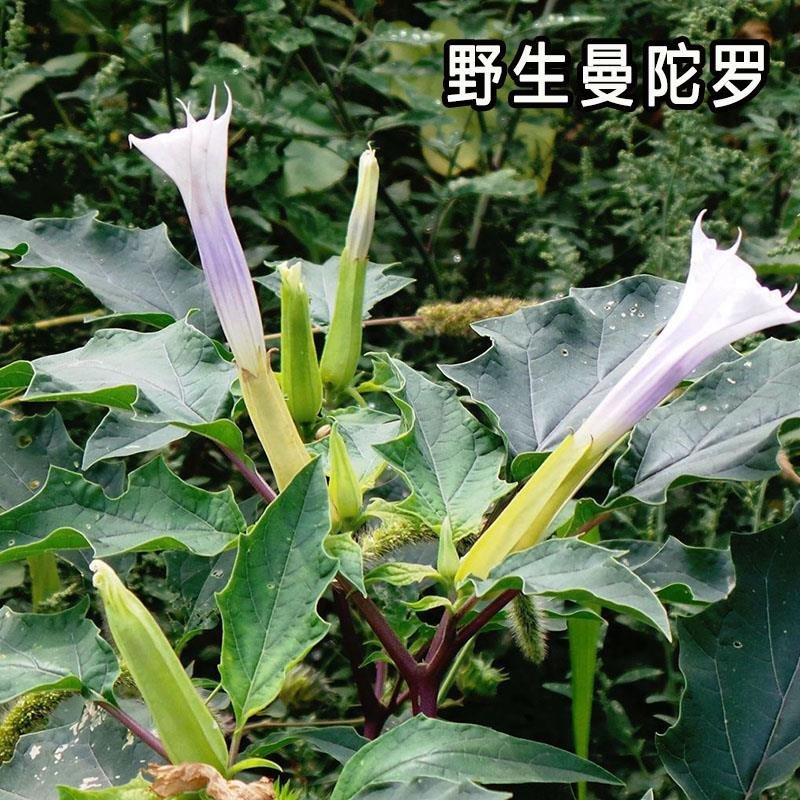 曼陀罗种子庭院花卉盆栽家庭阳台种植花草花海草花四季花卉花