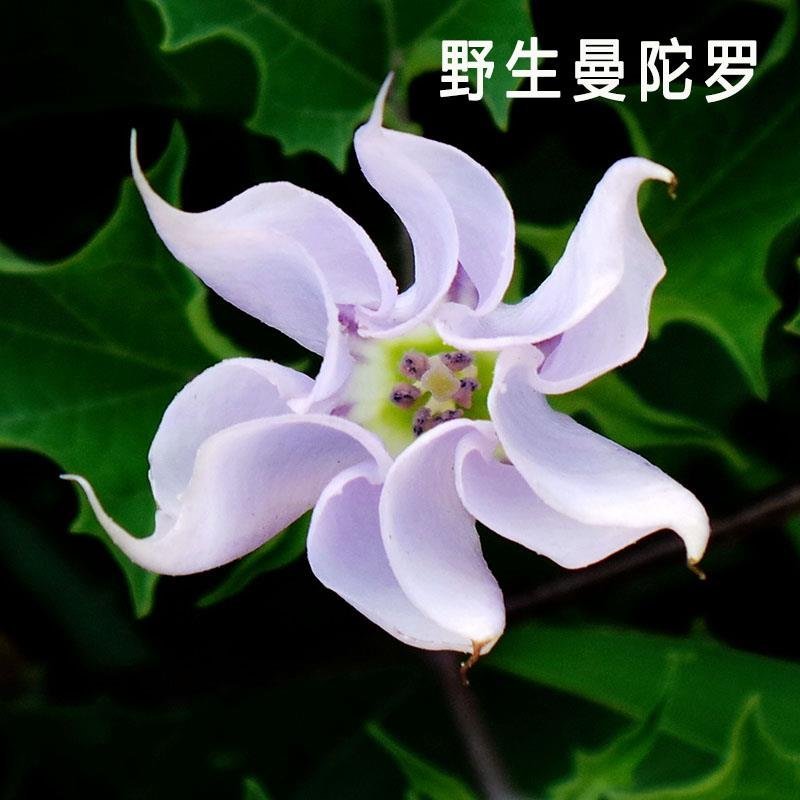 曼陀罗种子庭院花卉盆栽家庭阳台种植花草花海草花四季花卉花